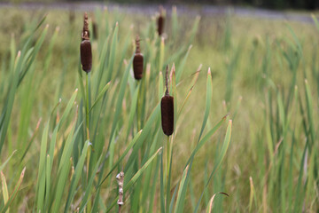 Close up isolated Bulrush plant, Muskoka Lakes, Ontario © Stefano