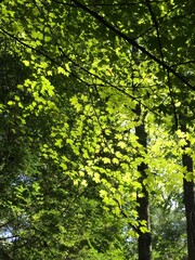 leaves in the forest background