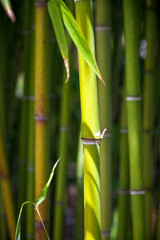 Obraz na płótnie Canvas Bamboo forest background