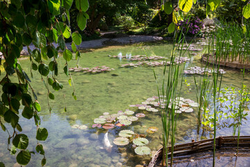 Pond in a japanese garden