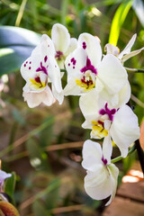 Orchid flower, Phalaenopsis