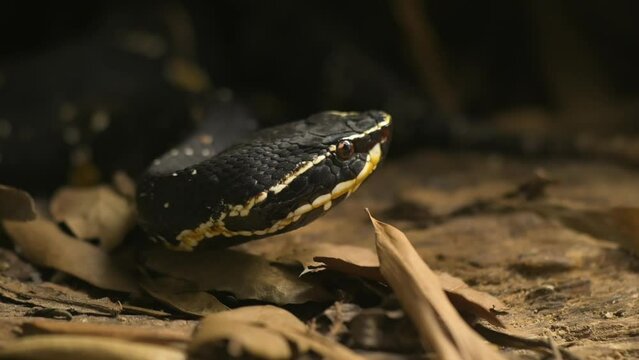 Mexican moccasin. Agkistrodon bilineatus is a venomous pit viper species found in Mexico and Central America. High quality FullHD footage