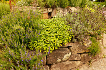 Kräuterquirale im Garten