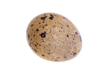 Fototapeta na wymiar quail eggs isolated