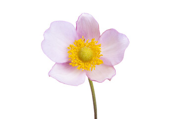 japanese anemone isolated