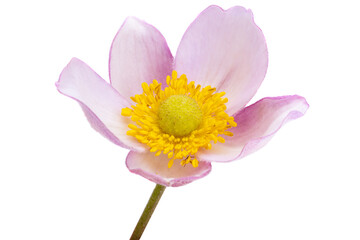 japanese anemone isolated