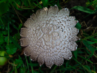 mushroom on the moss