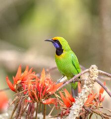 Golden-fronted leafbird is a species of leafbird. It is found from the Indian subcontinent and south-western China, to south-east Asia and Sumatra.