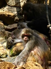 Amnéville Zoo, August 2022 - Magnificent Barbary Macaques