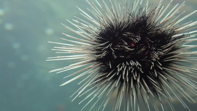 Close-up of the mouth spiny black Sea Urchin under water in ocean. Dangerous long spined Enchinoderm on the seabed in the Caribbean. Tropical underwater marine life ecosystem.