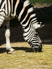 Amnéville Zoo, August 2022 - Beautiful zebra