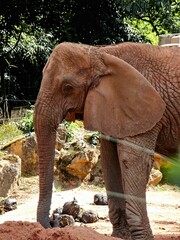 Amnéville Zoo, August 2022 - Magnificent African elephant