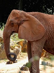 Fototapeta na wymiar Amnéville Zoo, August 2022 - Magnificent African elephant