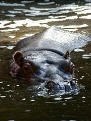 Amnéville Zoo, August 2022 - Magnificent Hippopotamus