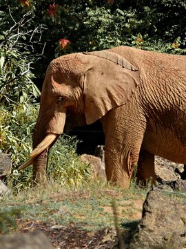 Amnéville Zoo, August 2022 - Magnificent African elephant