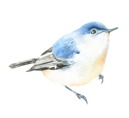 Watercolor spring blue bird illustration, american bird,  winter forest nursery decoration,wildlife,songbird isolated for greeting card, poster, invitation, baby shower, wedding,sticker, shabby chic 