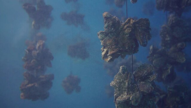 View of the underwater oyster farm with fishes on the ocean. Fresh seafood oysters growing systems in pristine waters. Watching undersea fishes and marine animals in the blue water