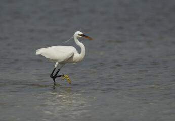 Western reef heron fishing at Busaiteen coast, Bahrain