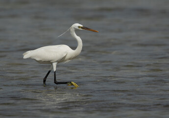 Western reef egret white morphed fishing at Busaiteen coast, Bahrain