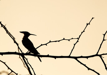 Silhouette of a Hoopoe perched on acacia tree, Bahrain