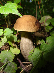 Boletus mushroom in the forest close up