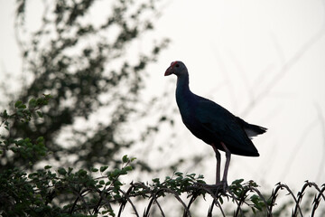 Grey-headed Swamphen perched on barbed wire at Asker Marsh, Bahrain