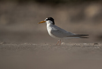 Little Tern at Asker Marsh, Bahrain