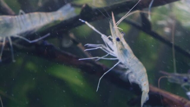 Close up of shrimp swimming and floating in water. Giant river prawn or giant freshwater prawn larvae (Macrobrachium rosenbergii) in macro
