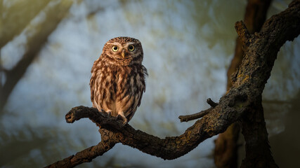 Steinkauz (Athene noctua) auf einem Ast