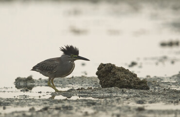 Striated Heron at Eker coast of Bahrain
