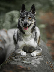 Schäferhund, Husky Mischling, Hund, grau, schwarz