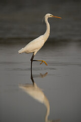 Western reef heron fishing, Bahrain