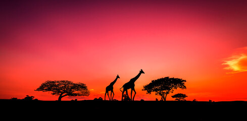 Fototapeta na wymiar African Safari Animals Savannah. Silhouette Sunset Scenery Backgrounds.