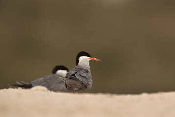 White-cheeked Terns at Sanad coast, Bahrain