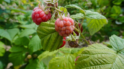Raspberry in the garden close up