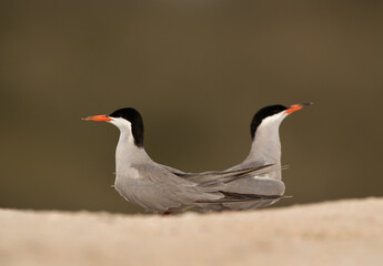 White-cheeked tern courtship dance, Bahrain