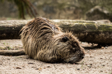 capybara laying on the sand