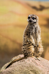 meerkat on the lookout