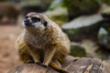 meerkat on the lookout