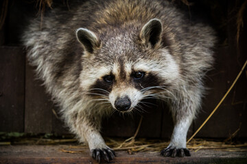 Naklejka na ściany i meble close up of a raccoon