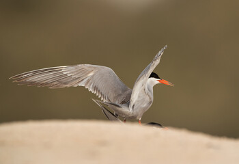 White-cheeked Terns mating at Sanad coast, Bahrain