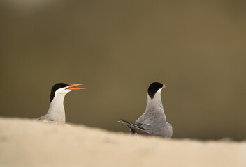 A pair of White-cheeked tern courtship dance, Bahrain