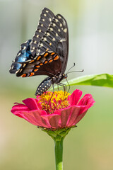 Black swallowtail butterfly feeding from bright pink zinnia flower in garden on sunny summer day