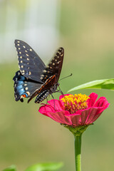 Black swallowtail butterfly feeding from bright pink zinnia flower in garden on sunny summer day