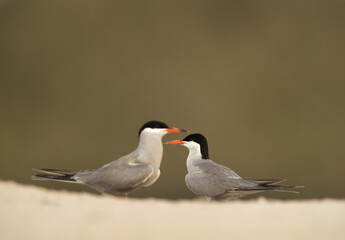 A pair of White-cheeked tern courtship dance, Bahrain