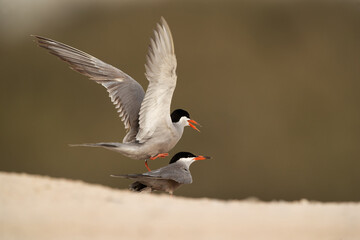 White-cheeked Terns mating at Sanad coast, Bahrain