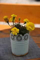 Yellow cloves in a pot