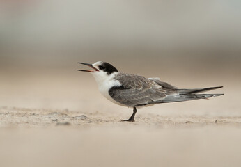 A White-cheeked tern juvenile calling for food, Bahrain