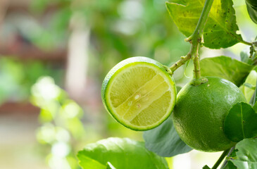 Large fresh limes in tropical terrain green outer shell white inside sour taste Inside, there are...