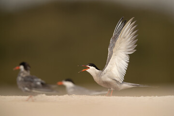 White-cheeked Tern calling at Sanad coast, Bahrain